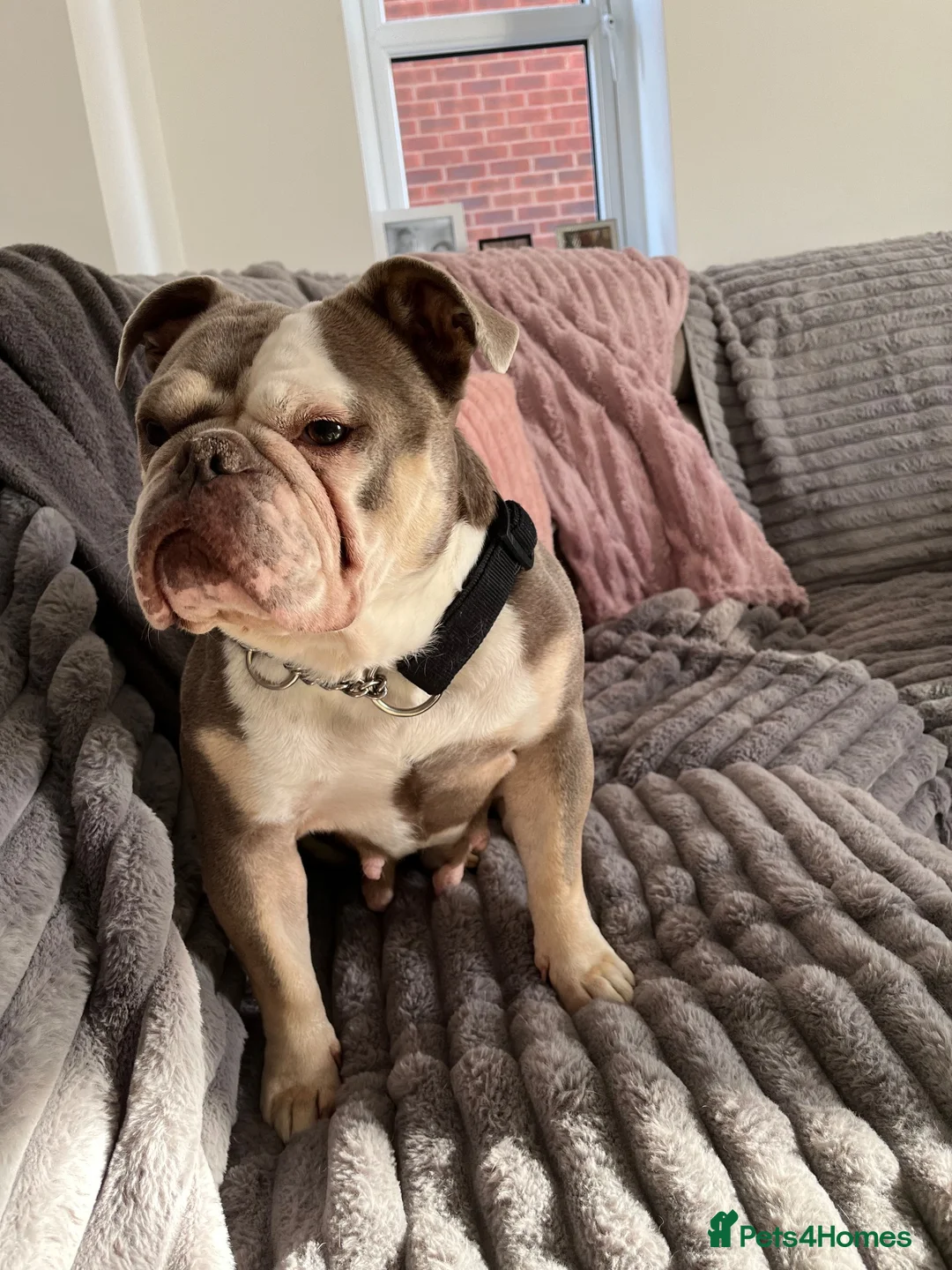 Old Tyme Bulldog dogs for sale: 6 years old old Tyme English Bull Dog in Bourne - Advert 2