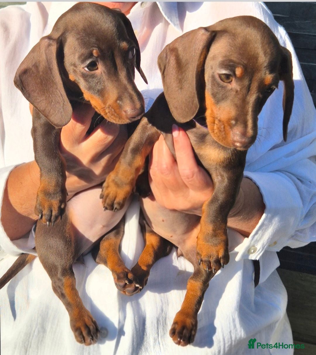 Miniature Dachshund dogs *KC Reg Miniature Dachshund Puppies available * - Advert 2