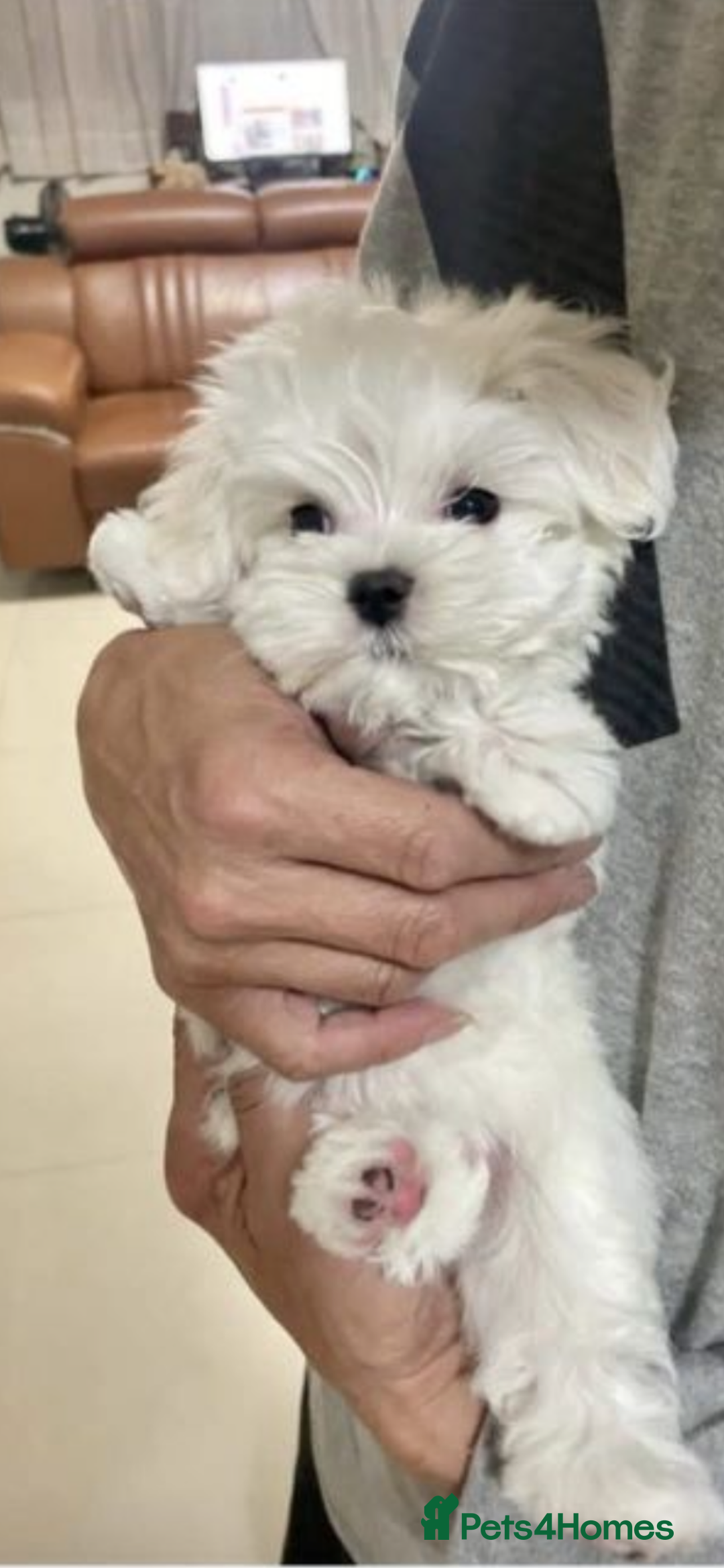 Maltese dogs for sale: Maltese - Advert 5