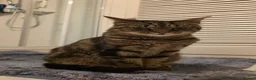 Domestic Shorthair cats for sale: Adult Female Cat - Neutered and Chipped - Advert 3