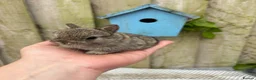 Netherland Dwarf rabbits for sale: Netherland dwarf rabbits - Advert 4