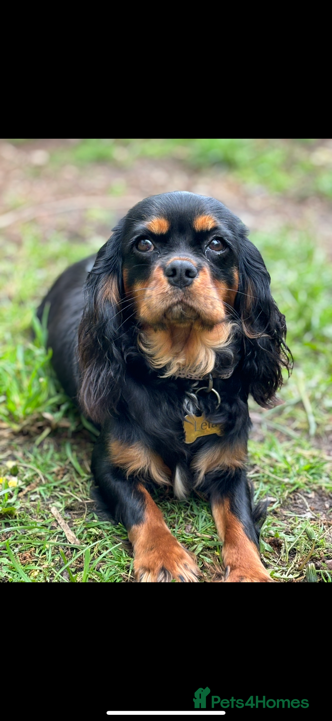 Cavalier King Charles Spaniel dogs for sale: Cavalier King Charles spaniel puppies  - Advert 9