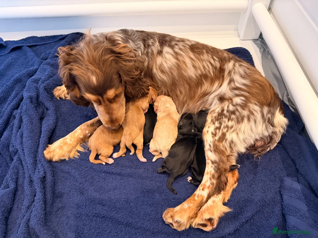 Cocker Spaniel dogs for sale: Working Cocker Spaniel Puppies - Advert 1