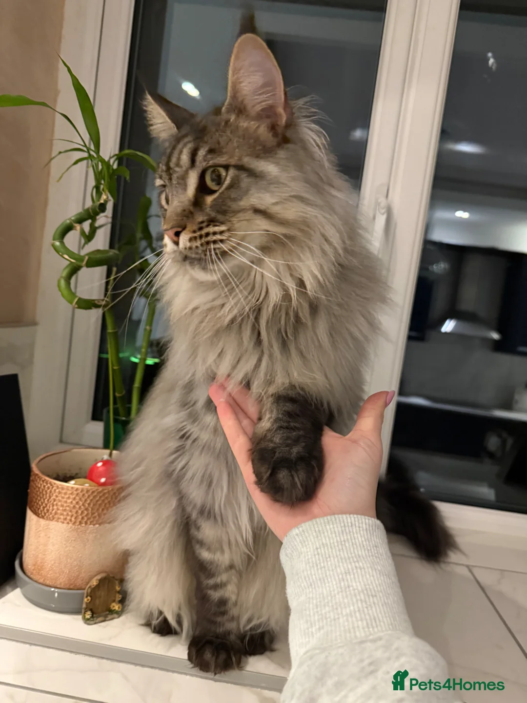 Maine Coon cats for sale: Maine coon  - Advert 4