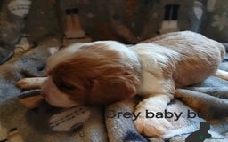 Cavalier King Charles Spaniel dogs for sale: DNA TESTED CAVALIER KING CHARLES  - Image 14