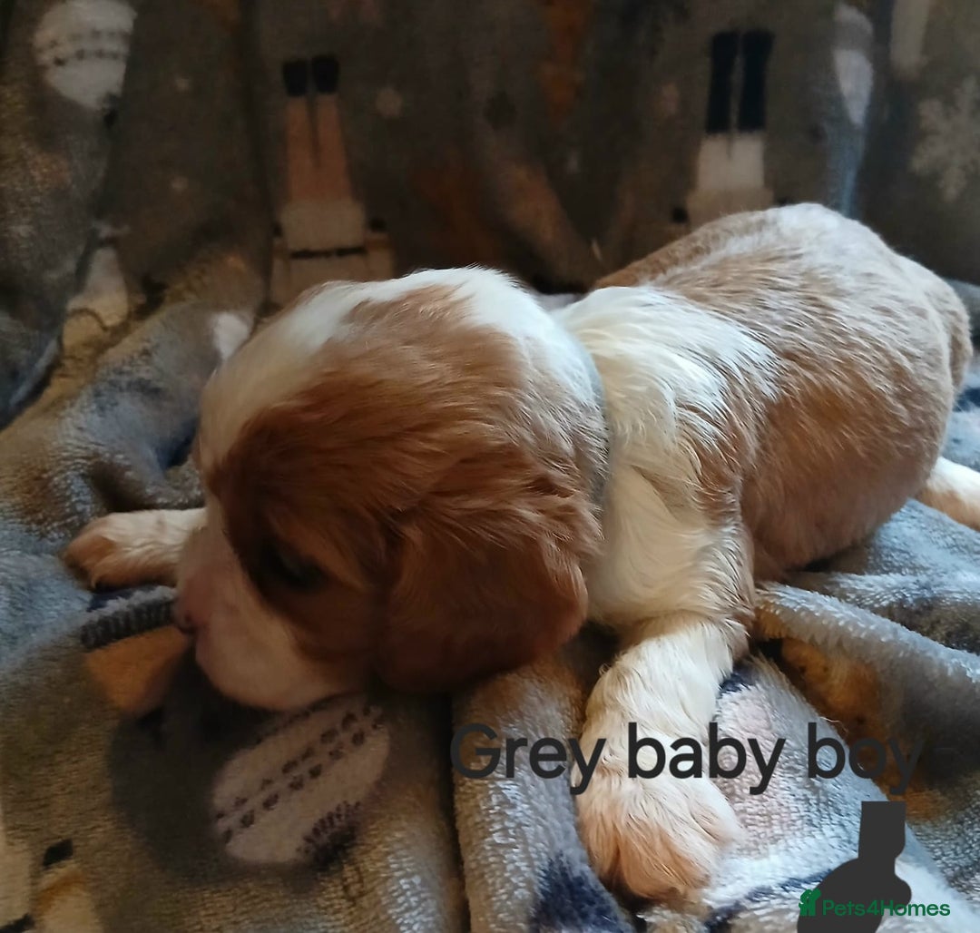 Cavalier King Charles Spaniel dogs for sale: DNA TESTED CAVALIER KING CHARLES  - Image 14