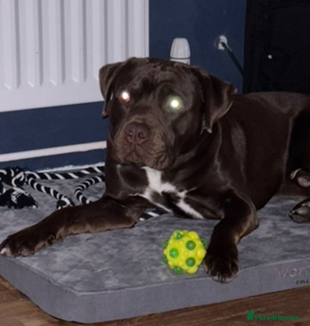 Mixed Breed dogs for adoption: Meet Buddy 🐾Big heart. Big paws. Big personality. - Advert 2