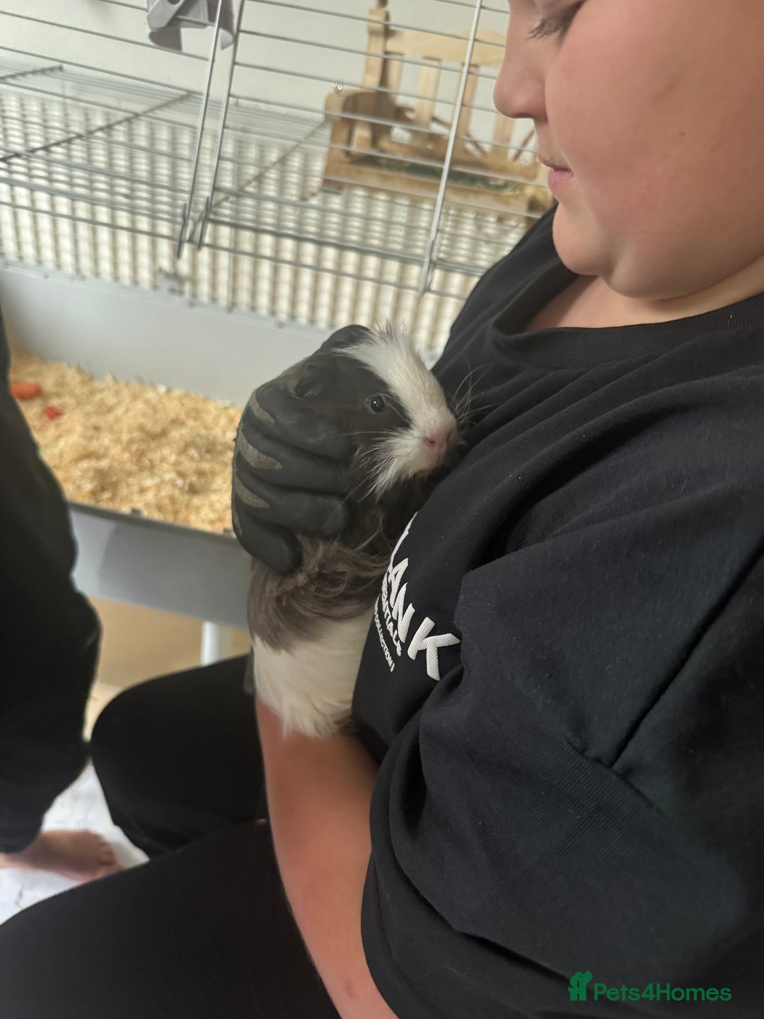 Guinea Pig rodents for sale: Male guinea pig perfect Christmas gift  - Advert 1