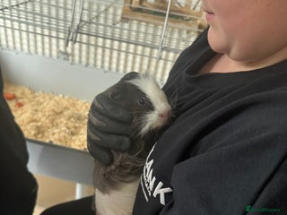 Guinea Pig rodents Male guinea pig perfect Christmas gift - Advert 1