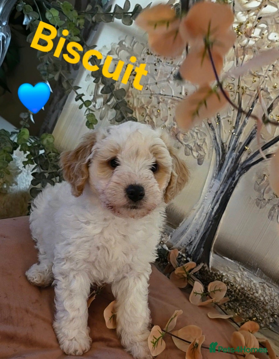 Mixed Breed dogs Maltipoo puppies  - Advert 1