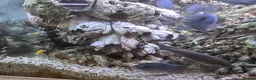 Cichlids fish for sale: 2 x fully stocked cichlids tanks for sale in Guildford - Advert 16