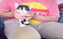 Mixed Breed cats for sale: Male and female kittens for sale  - Image 3