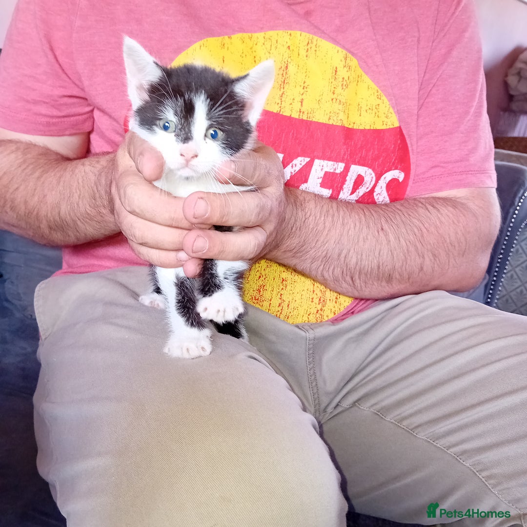 Mixed Breed cats for sale: Male and female kittens for sale  - Image 3