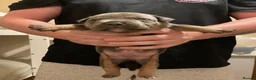 American Bully dogs for sale: Pocket Bully Puppies in Coventry - Advert 17