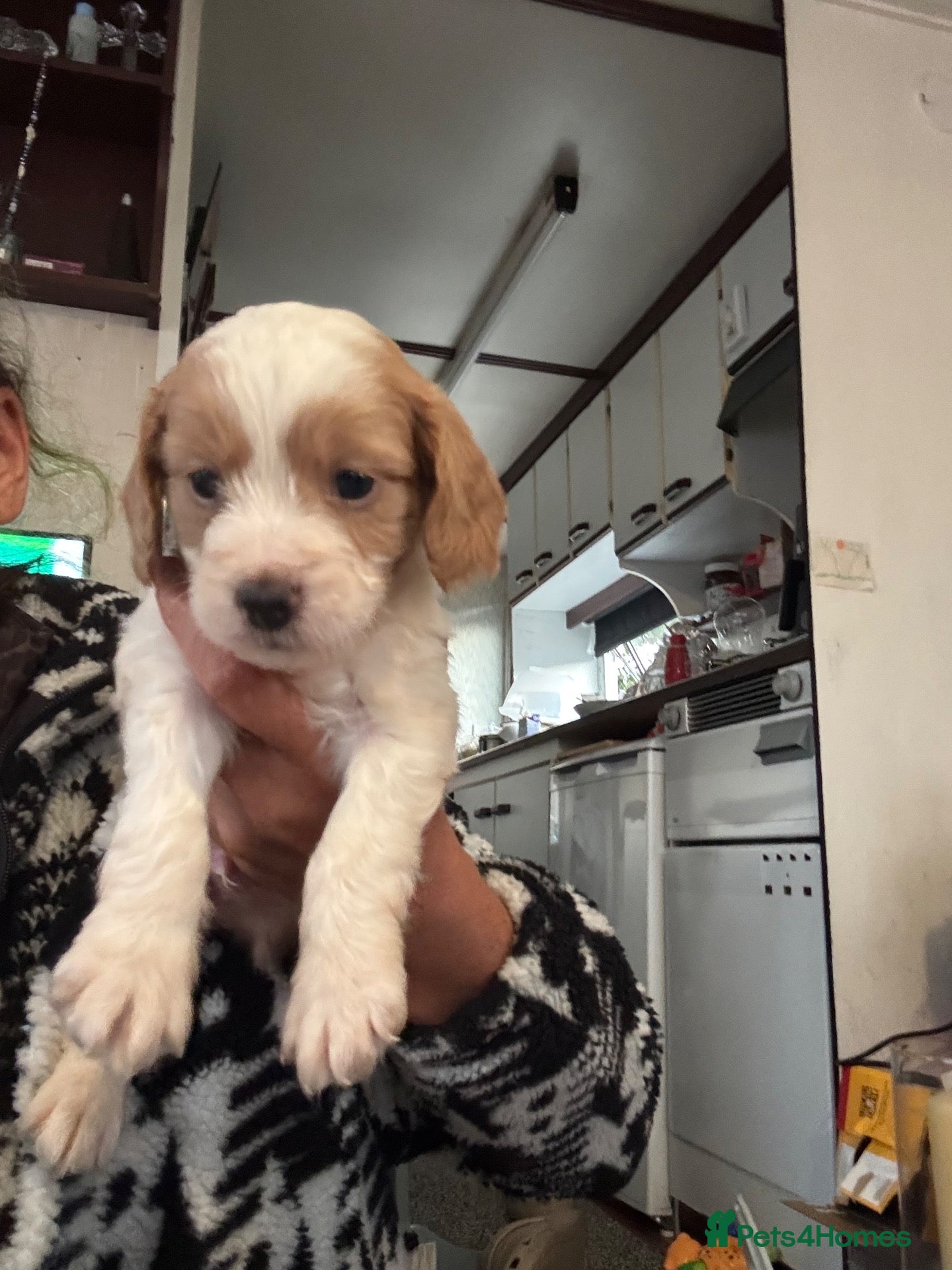 Cockapoo dogs Mini cockapoo health tested 3 available  - Advert 1
