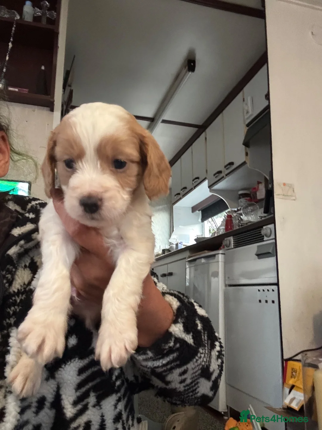 Mini cockapoo health tested 1 beautiful girl for sale in Basingstoke ...
