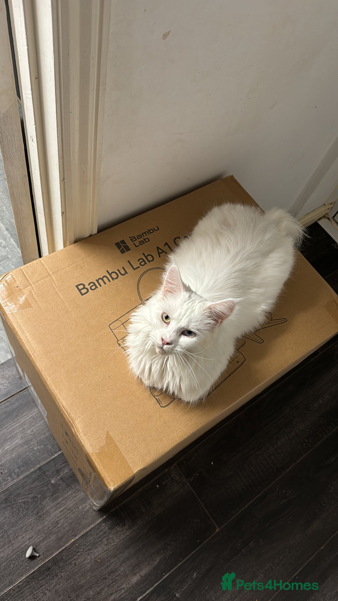 Maine Coon cats for sale: Beautiful cats looking for forever homes - Image 6