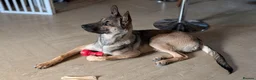 Mixed Breed dogs for sale: German/Dutch shepherd x Border collie - Advert 1