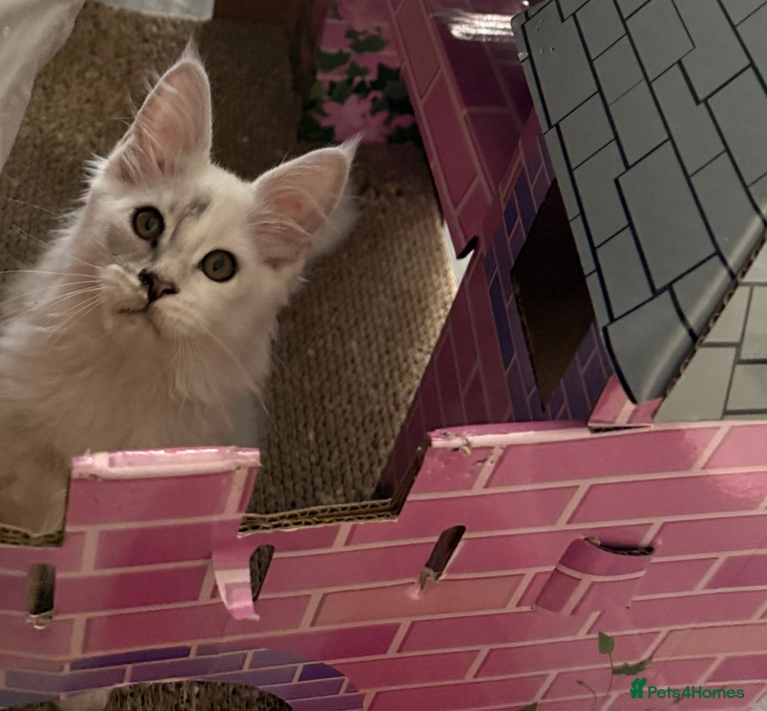 Maine Coon cats for sale: TICA Reg Blue Silver Shaded MaineCoon Kittens  - Advert 25