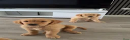Golden Retriever dogs for sale: Golden retriever puppies  - Advert 2