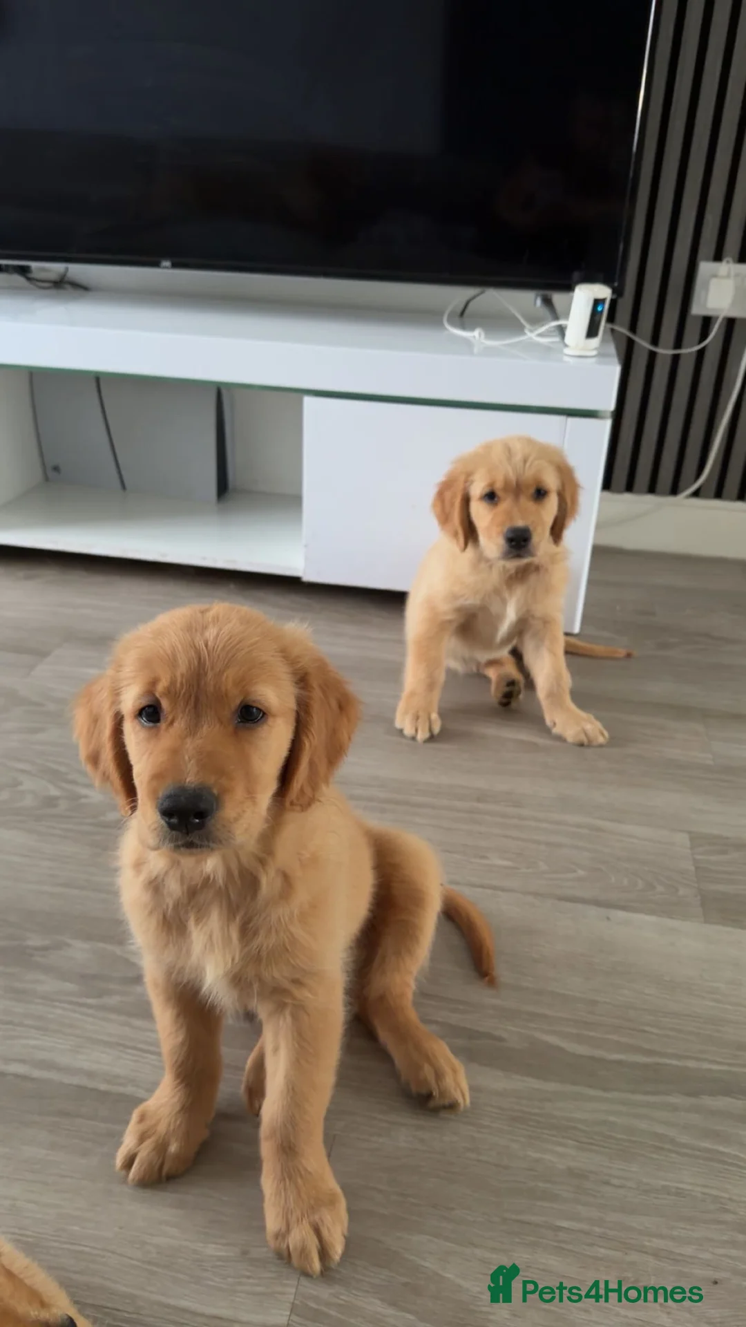 Golden Retriever dogs for sale: Golden retriever puppies  - Advert 2