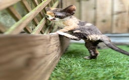 Devon Rex cats for sale: 🌼Curly, gorgeous Devon Rex Kittens available  - Image 22