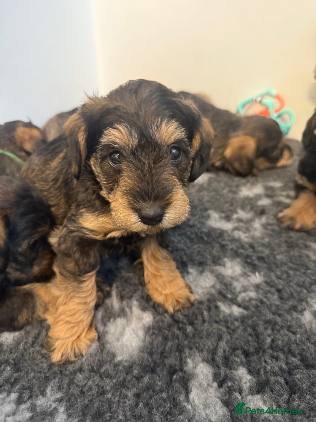 Schnoodle dogs for sale: LAST OUTSTANDING GIRL TOY SCHNOODLES DNA 🧬 CLEAR! - Image 7