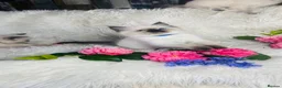 Ragdoll cats for sale: Pure Ragdoll Seal/blue point Lynx kittens - Advert 4