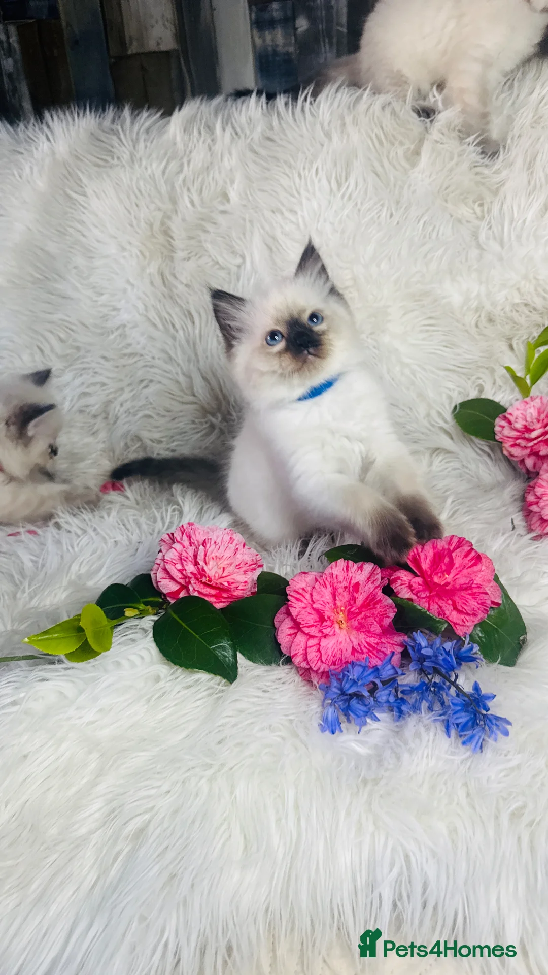 Ragdoll cats for sale: Pure Ragdoll Seal/blue point Lynx kittens - Advert 2