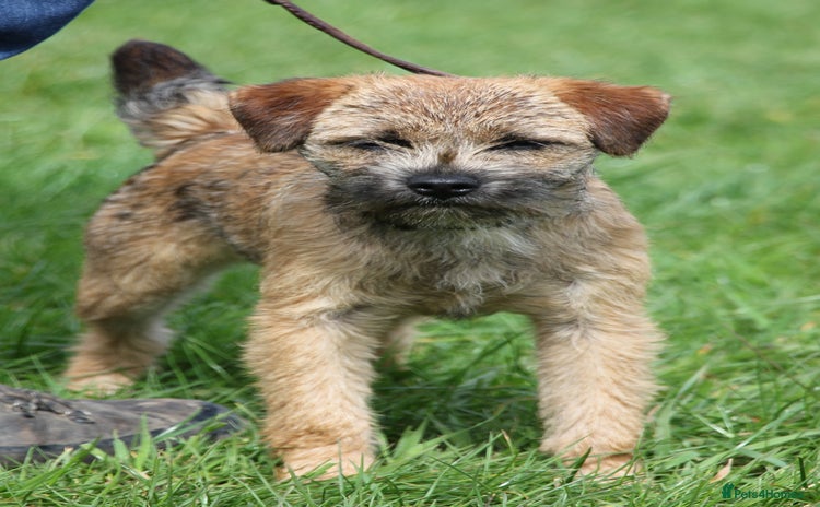 Border Terrier dogs - Advert 1