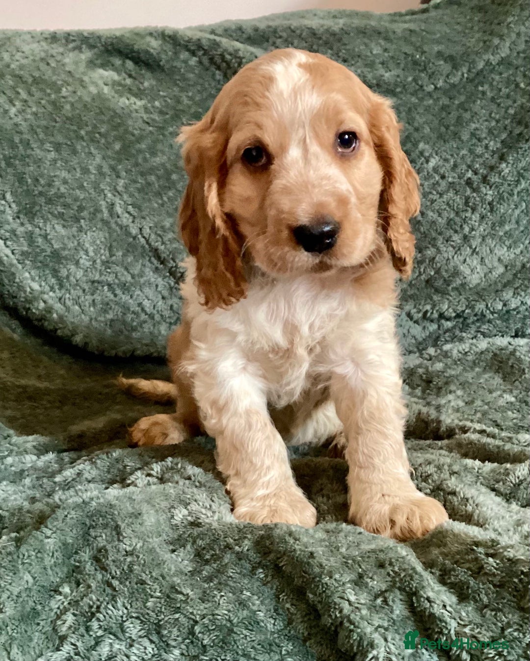 Cocker Spaniel dogs for sale: Cocker Spaniel Pups  - Advert 3