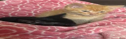 Mixed Breed cats for sale: Kittens £70 - £180 Manchester  - Advert 7