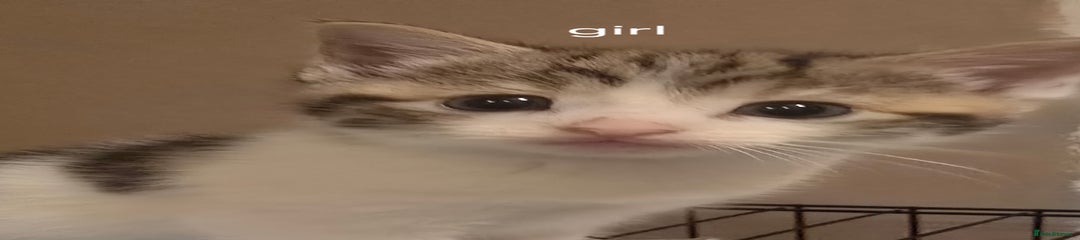 Mixed Breed Kitten 1