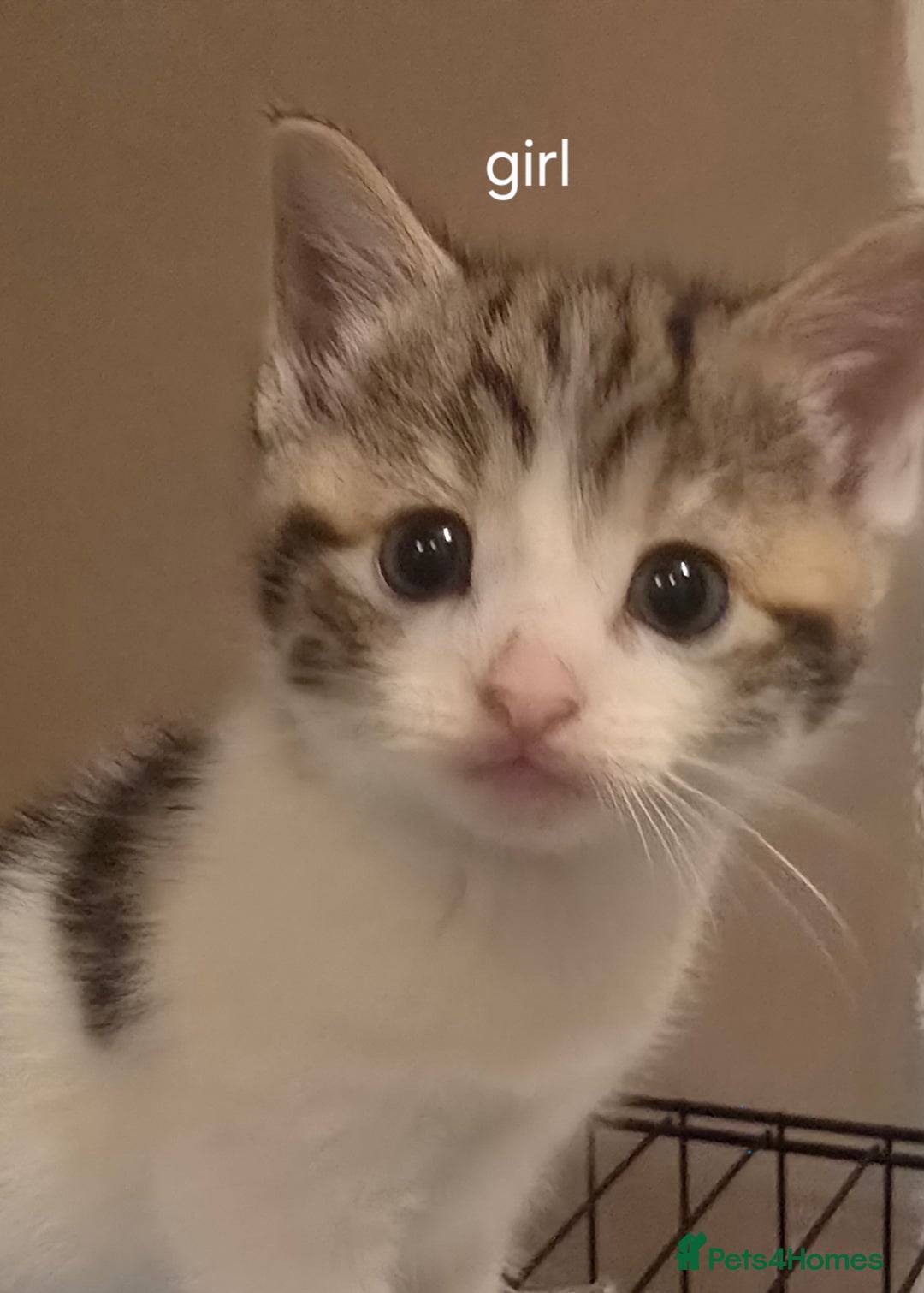 Mixed Breed cats for sale: Kittens  - Image 1