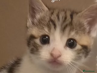 Mixed Breed cats for sale - Advert 1