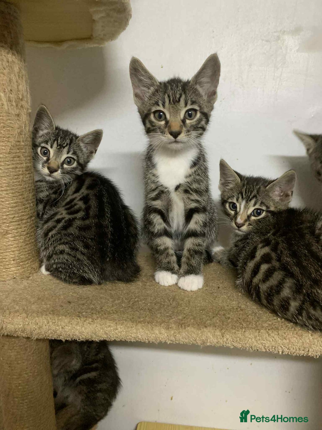 Bengal cats for sale: BEAUTIFUL HALF BENGAL KITTENS - Image 30
