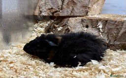 Guinea Pig rodents for sale: Lots of Baby Guinea Pigs for sale - Image 18
