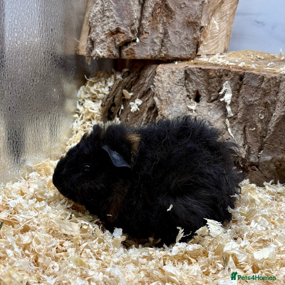 Guinea Pig rodents for sale: Lots of Baby Guinea Pigs for sale - Image 18