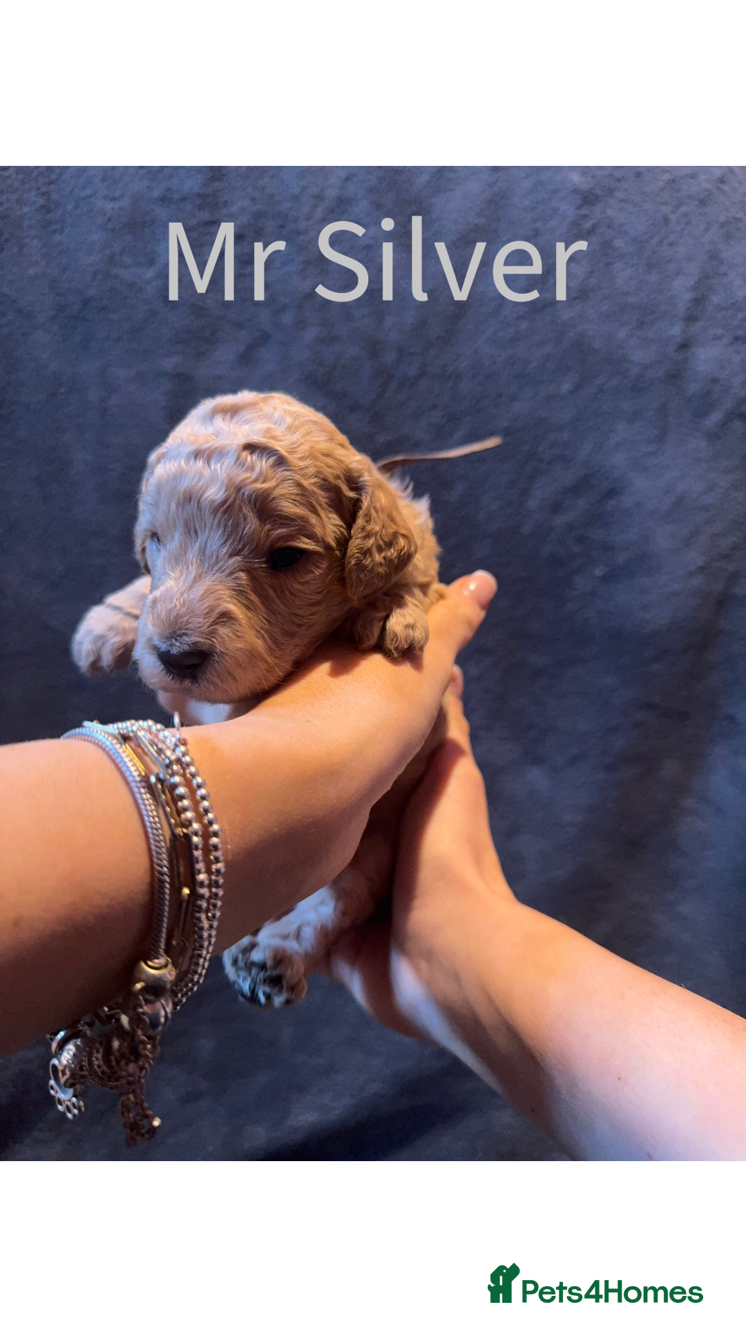 Australian Labradoodle dogs for sale: Extensively health tested Austrailian Labradoodles - Advert 3