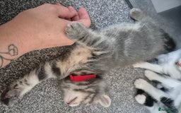 Mixed Breed cats for sale: Beautiful litter of 5 kittens  - Image 11