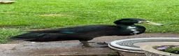 Ducks poultry for sale: Two Runner Drakes  - Advert 5