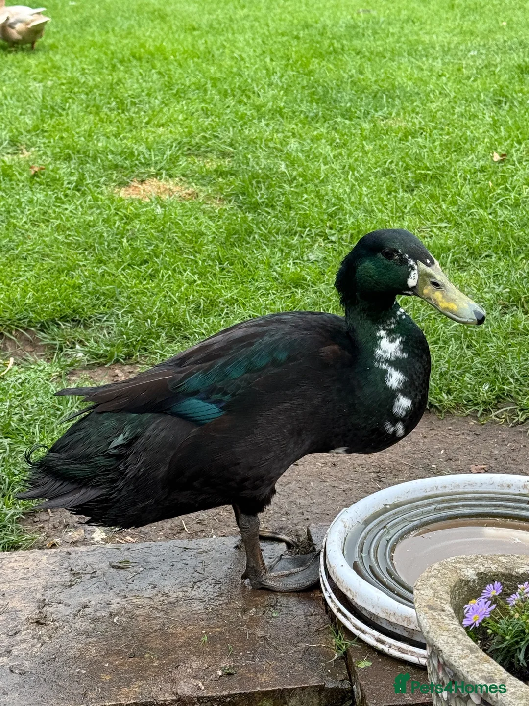 Ducks poultry for sale: Two Runner Drakes  - Advert 5