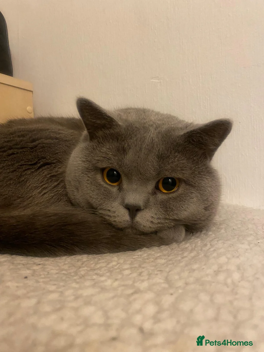 British Shorthair cats for stud: GCCF reg blue British Shorthair for stud - Advert 7
