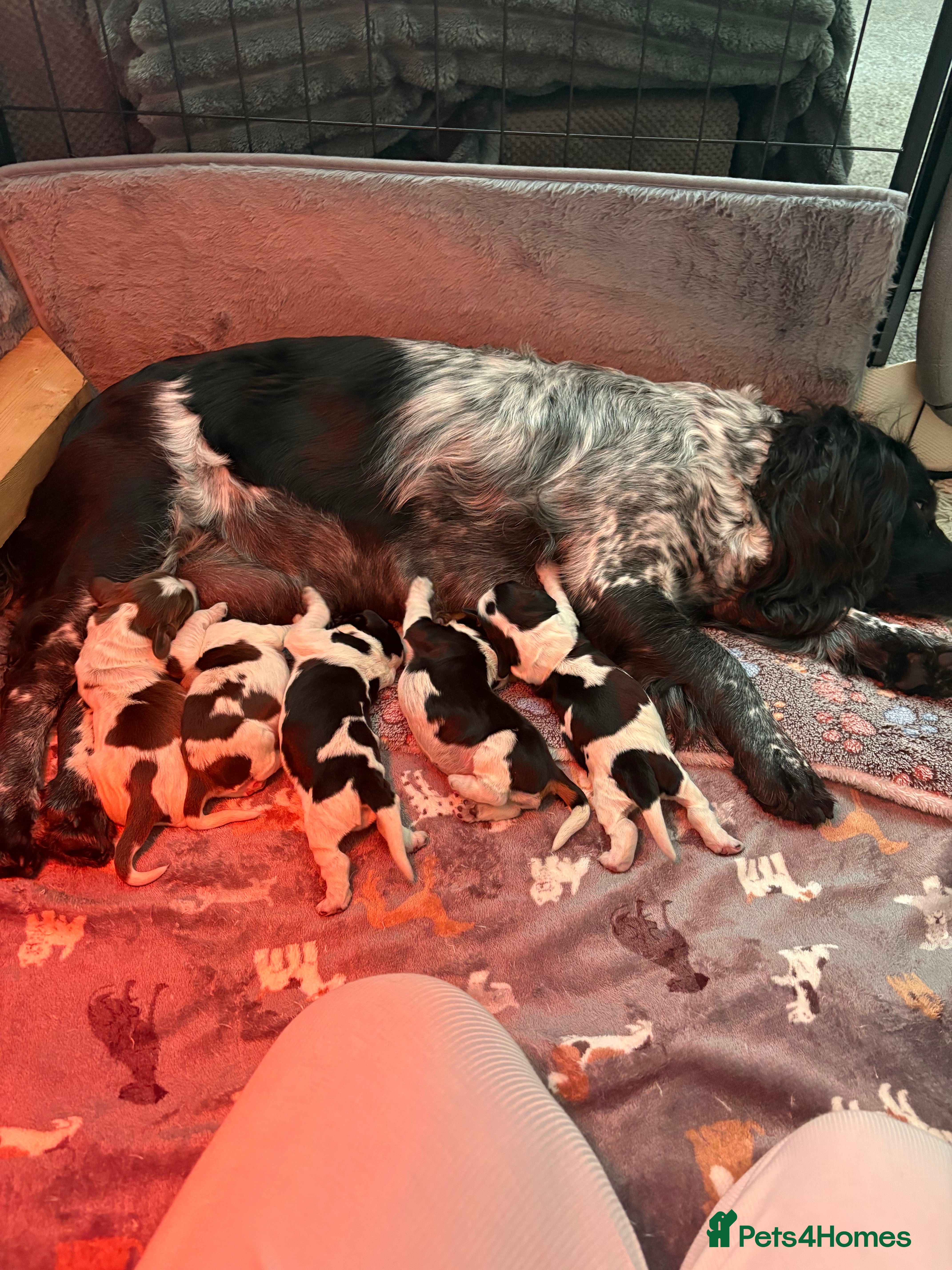 Cocker Spaniel dogs Stunning Roan Cocker Spaniel Puppies 🐶  - Advert 16