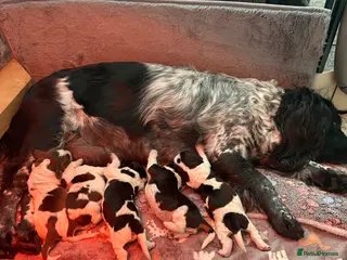 Cocker Spaniel dogs Stunning Roan Cocker Spaniel Puppies 🐶 - Advert 1