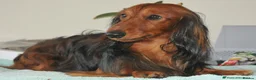 Dachshund dogs for stud: Rolo silver dapple miniature long-haired dachshund - Advert 13