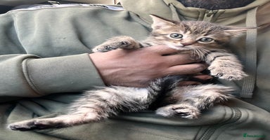 Mixed Breed cats Stunning litter of Bengal x Ragdoll kittens ready - Advert 2