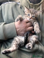 Mixed Breed cats Stunning litter of Bengal x Ragdoll kittens ready - Advert 2