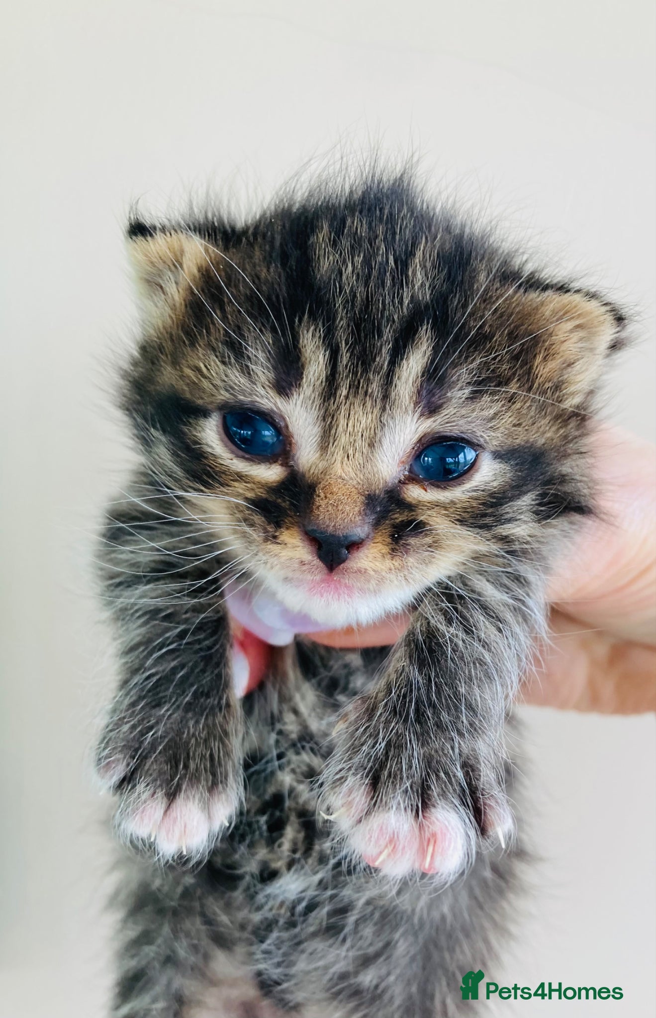 Mixed Breed cats British long hair mix kittens - Advert 1