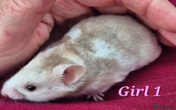 Hamster rodents for sale: Hamsters available - Image 9